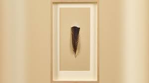 Top 10 Most Expensive Things | Feather Of A Huia Bird - $10,000 ?! - Youtube