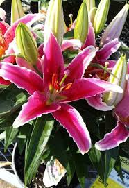 Successful indoor stargazer lily growth begins with the correct container and growing media. How To Grow And Care For Lilies In Containers Gardenoholic