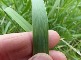 Image result for Loudetia phragmitoides