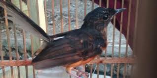 Ketiga jenis burung cucak tersebut sampai saat ini masih merajai pasaran burung kelas burung cucak. 5 Perbedaan Burung Murai Batu Jantan Dan Betina Pintarpet