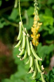 Image result for Crotalaria pallida