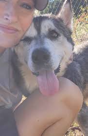 Adopt 5-year-old Juneau from Pitt County Animal Services