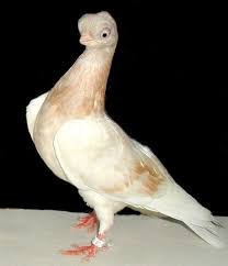 Budapest highflyer pigeon is a small sized breed with a distinctive square head. Budapest Pigeon Beautiful Birds Funny Birds Pigeon