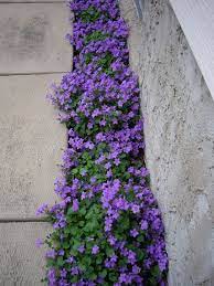 Flower pots on garden columns. Cover The Ground With Small Flowers Campanula Portenschlagiana Small Flower Gardens Plants Planting Flowers