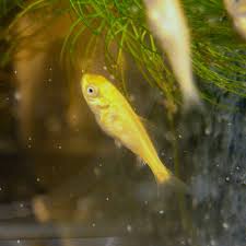 Ideally, you should gather the eggs before they hatch. Koi Spawning Behaviour Development Hydrosphere Water Gardens
