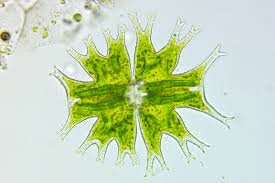 Image result for Micractis