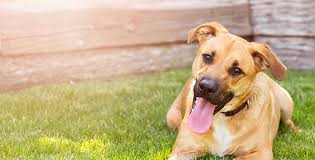 Give these animals a place to call home 🙏🏻 youtu.be/fnfbmh93dfo. Our Safety Net Animal Refuge League Of Greater Portland Maine Animal Shelter