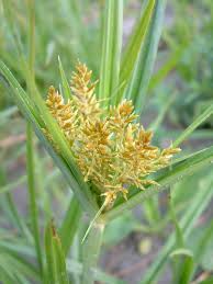 Image result for Cyperus laevigatus