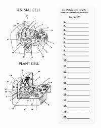 We did not find results for: 15 Plant And Animal Cells Worksheet