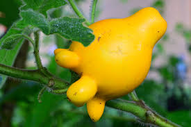 Image result for Solanum mammosum