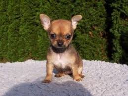 warum niesen hunde und was ist ruckwartsniesen chihuahua teacup chihuahua colorado