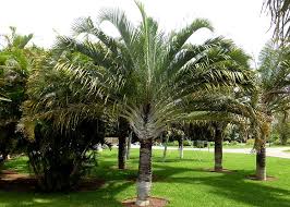 Image result for Dypsis decaryi