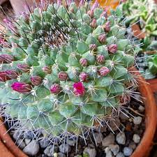 The cactus basically states shelchavcactus spines are actually modified leaves. 10 What S The Purpose Of Thorns On A Cactus Plant Ideas Cactus Cactus Plants Succulents