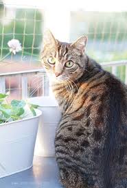 Unser Katzenbalkon Das Katzennetz Katze Balkon Katzen Wilde Katzen