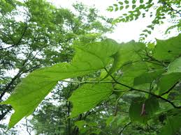 Image result for Alangiaceae