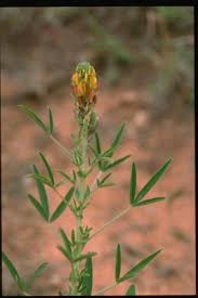 Image result for Crotalaria quarrei