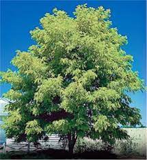 Maybe you would like to learn more about one of these? Thornless Honeylocust Tree On The Tree Guide At Arborday Org