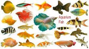 Choosing your first aquarium fish isn't easy. Aquarium Fishes Names Meaning Images Necessary Vocabulary Tutorial Youtube