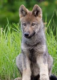 Image result for wolf cub