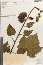 Image result for Hibiscus diversifolius