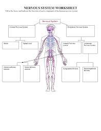 Nervous System Worksheets Human Body Activities Human Body Systems Nervous System