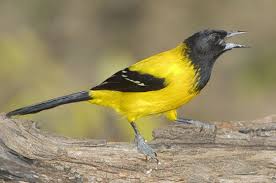 Black Bird With Yellow Breast Texas Photographs By Mark Chappell Photographer Different Birds Chappell