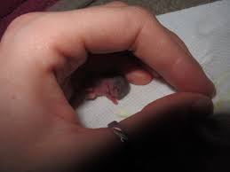 We did not find results for: Currently Attempting To Hand Rear Newborn Mice Pet Forums Community
