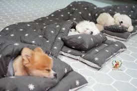 Man's best friend has a funny way of communicating sometimes, but almost everything your dog does has meaning. Doggy Daycare Snaps The Most Adorable Photos Of Napping Puppies