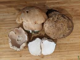 Image result for Boletus variipes