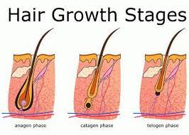 Stages of the hair growth cycle. Phases Of Hair Growth Cycle I Fashion Styles