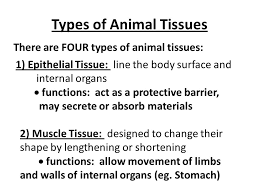 Cells are largely composed of compounds that contain carbon. Tissues Complex Animals Like Humans Are Made Up Of Many Different Kinds Of Cells With Different Structures And Functions Tissue A Group Of Cells With Ppt Download