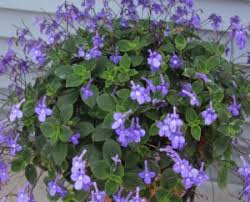 Image result for Streptocarpus glandulosissimus