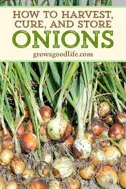 Allow the bulbs to rest on top of the soil. Harvesting Curing And Storing Onions