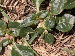 Image result for Alternanthera caracasana