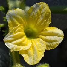 Image result for Cucumis humifructus