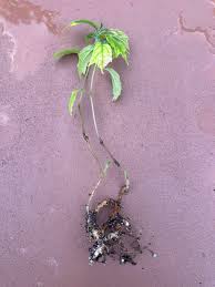 Image result for Dorstenia psilurus