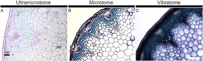 The magnification of a microscope is not the only factor that is important when viewing cells. Frontiers A Comparative Study Of Sample Preparation For Staining And Immunodetection Of Plant Cell Walls By Light Microscopy Plant Science