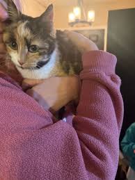 Preble County Ohio Lost and Found Pets