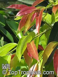 Ficus Binnendijkii Ficus Maclellandii Long Leaf Fig Toptropicals Com