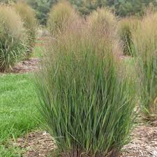 Image result for Panicum funaense