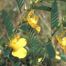 Image result for Chamaecrista paralias