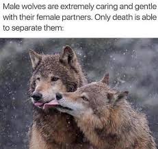 Social New Life Streams Of Income 20 Monthly On Your Investment Min 50 Eur Monthly Interests Due To I Cute Funny Animals Animal Memes Funny Animals