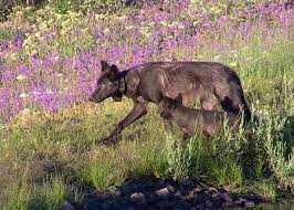 Outreach locations across the metro area also. Bill To Block Lawsuit Over Oregon Wolf Protections Inches Closer To Approval Oregonlive Com Protect The Wolves