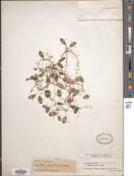 Image result for Halophila minor