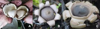 Image result for Geastrum triplex