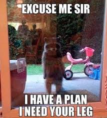 Rocket From Guardians Of The Galaxy Funny Pictures Marvel Funny