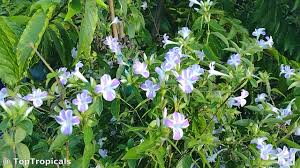 Image result for Barleria