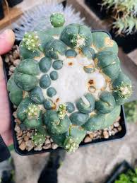 Image result for Cyphostemma adenocaule