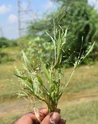 Image result for Panicum brevifolium