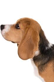 Beagle Dog Breed Information